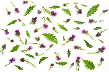 Floral pattern made of thistle with pink and purple  flowers, green leaves, branches and thorns on white background. Flat lay, top view. Valentine's background. Isolated.