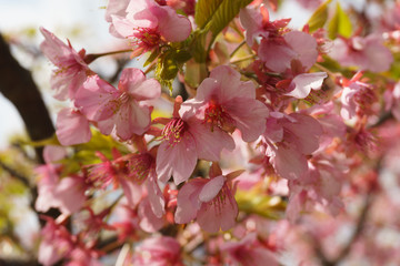 静岡県 河津桜まつり Kawazusakura matsuri