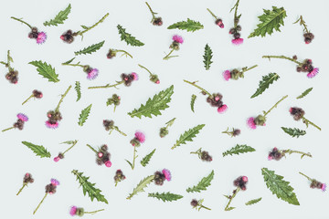 Floral pattern made of thistle with pink and purple  flowers, green leaves, branches and thorns on white background. Flat lay, top view. Valentine's background. Isolated. Toned.