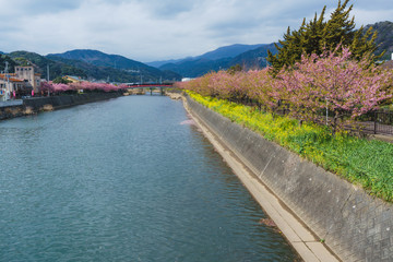 静岡県 河津桜まつり Kawazusakura matsuri