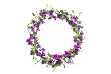 Round frame made of green branches of Thistle with thorns and blossoming tender crimson flowers on white background. Flat lay, top view, copy space