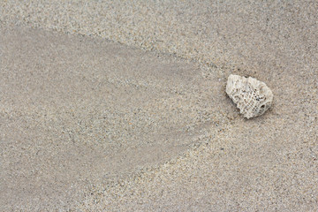 detail of sand coral and shell after water down.