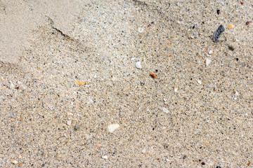detail of sand coral and shell after water down.