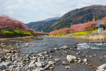 Obraz premium 静岡県 河津桜まつり Kawazusakura matsuri