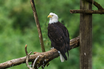 Bald Eagle in the forest on the branch.