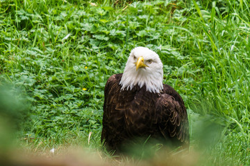 Bald Eagle in the forest on the ground.