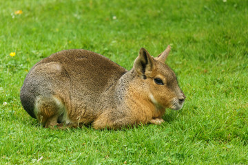 Patagonian Mara animal on the green field.