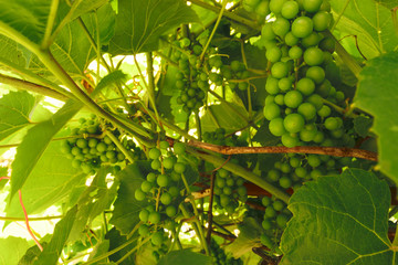 Green growing unripe grape background. Closest grapes are in focus