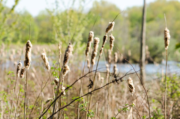 Cattails fade with the season