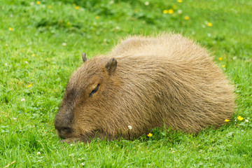 Capybara big animal on the green field.
