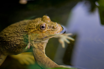 closeup frog, frog in the water