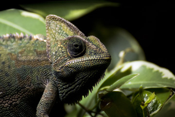 chameleon