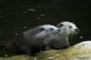 Obraz premium otters