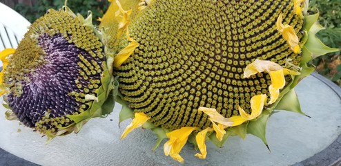 Yellow fresh cut sun flower in the sun with a smaller one next to with the pedels falling off...