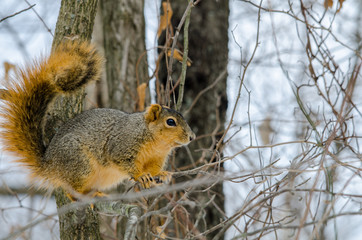 A squirel perches on a branch