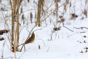 A bird sits in snow