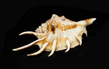 Obraz premium shell isolated on black background