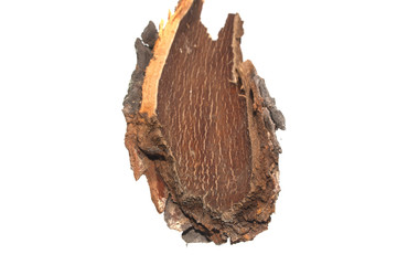 tree bark isolated on white background