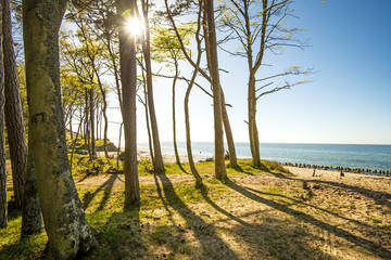 Fototapeta premium beach of the Baltic Sea in Orzechowo, Poland