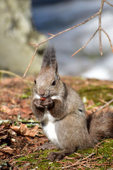 地面で栗を食べる春のエゾリス
