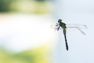 A green dragon fly is caught in a spiderweb
