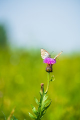A butterfly on a wildflower