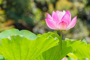 Obraz premium Lotus Flower.Background is the lotus leaf and trees.Shooting location is Yokohama, Kanagawa Prefecture Japan.