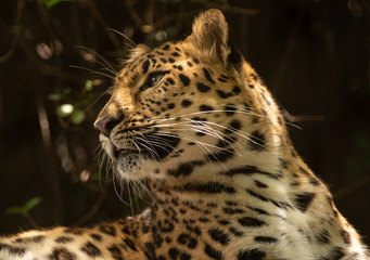 leopard gets a side profile