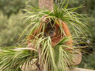 orangutan is hiding from you © J.A.