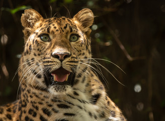 Naklejka na ściany i meble jaguar watching prey with patience