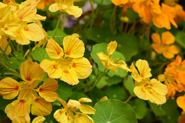 薄い黄色のナスタチウム