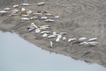 Harbor Seals hauled out on a sandy beach in Northern CA on an over cast day. When not actively feeding, they haul to rest and are gregarious when hauled out and during the breeding season.