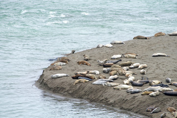 Obraz premium Harbor Seals hauled out on a sandy beach in Northern CA on an over cast day. When not actively feeding, they haul to rest and are gregarious when hauled out and during the breeding season.