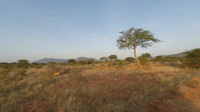 savanna landscape in kenya