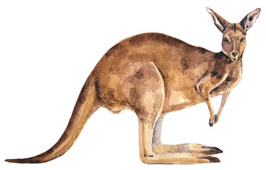 red watercolor australian kangaroo © ogurechka