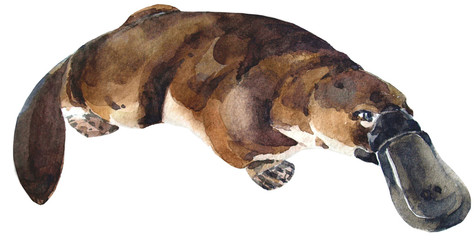 watercolor platypus
