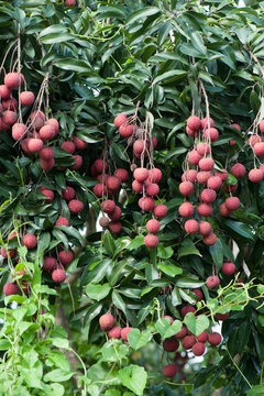 Tropical fruits  lychee in growth on tree