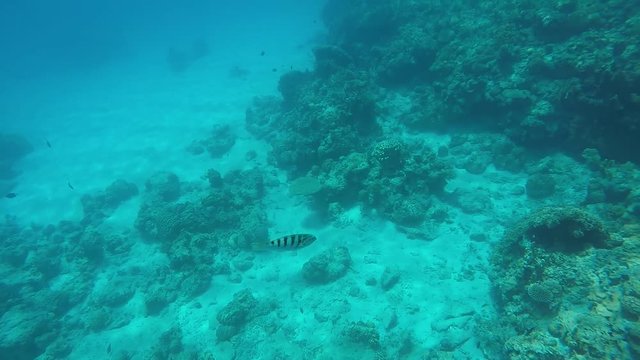 undersea view japan zamami
