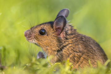 Head of Wood mouse looking up from green environment