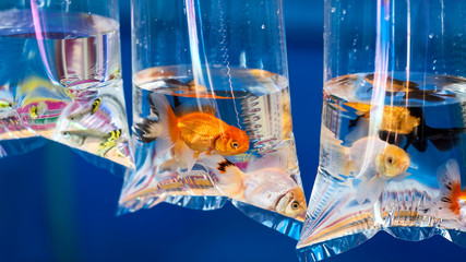 Goldfish in the bag.
