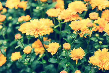 Flowering chrysanthemum flowers in the garden