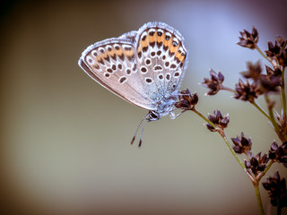 Female silver studded blue butterfly resting and sleeping on rush in vintage colors