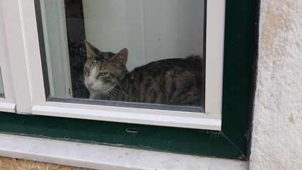 A cranky cat glaring out of the window sill