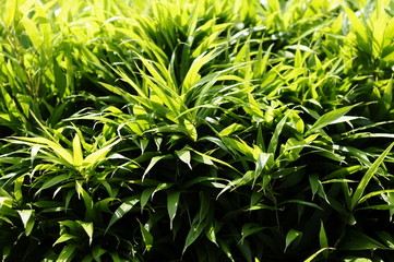 Obraz premium 緑の笹