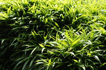 緑の笹