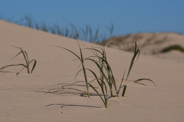 Grass on sand