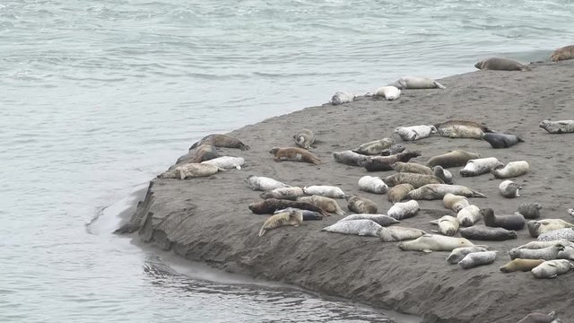 HD Video of Harbor Seals hauled out on a sandy beach in Northern CA on an over cast day. When not actively feeding, they haul to rest and are gregarious when hauled out and during the breeding season.
