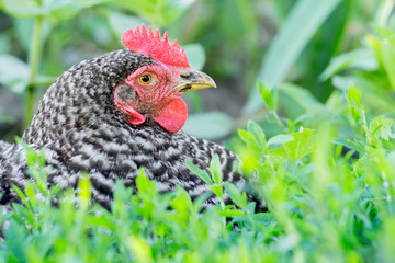 Portrait of a spotted chicken plymutrock close-up on a background of green grass_