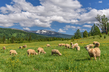 sheep meadow flowers mountains graze