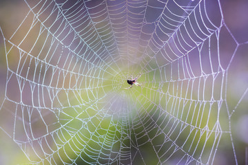 Naklejka premium Spider in the center of the spider web on a colored blurry background_